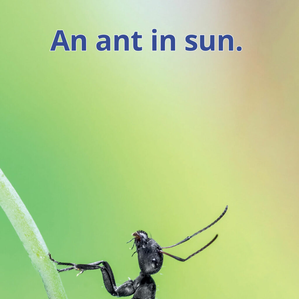 Ants reader image of an ant climbing a plant stalk