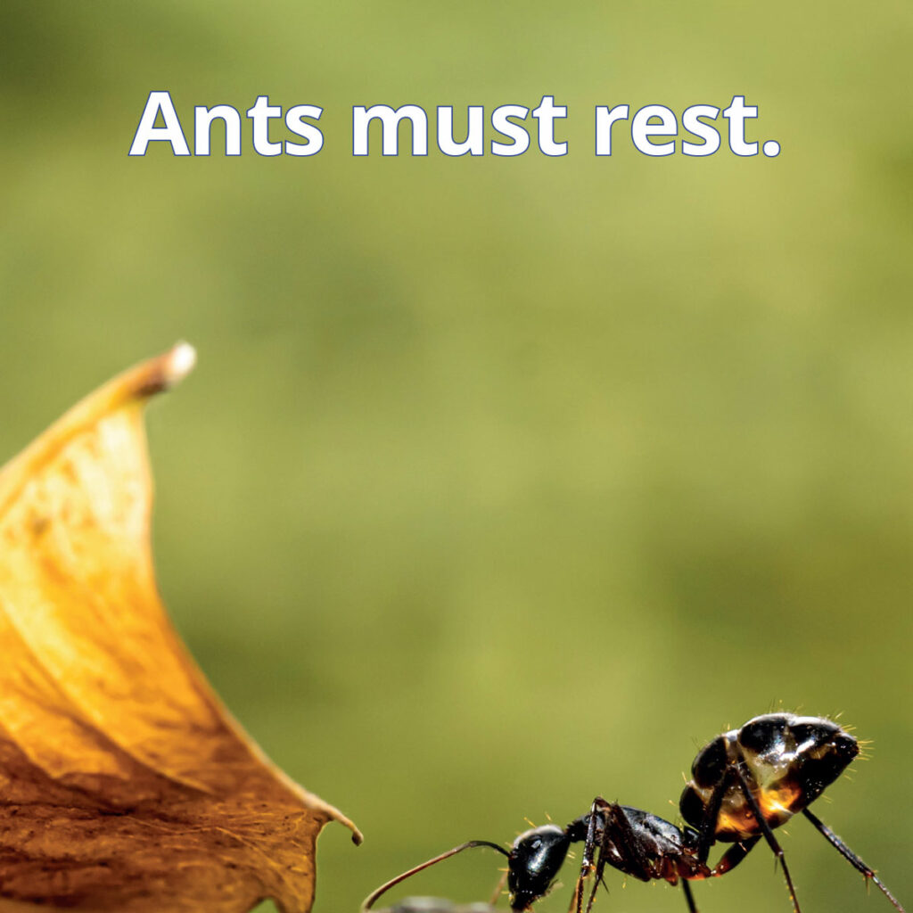 Ants reader image of ant next to yellow leaf